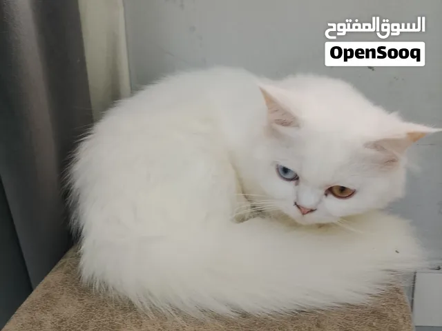 قطه شيرازيه اليفه ذات عينان مختلفتان انثي