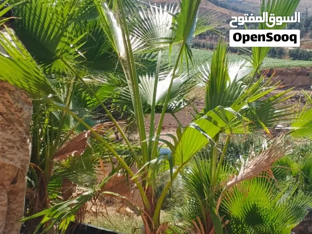 نخل واشنطونيا زينه باقل الاسعار بالمملكه