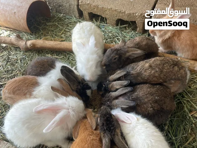 أرانب هولندي فرنسي للبيع