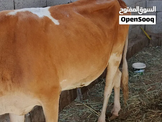 هايشه ليبه تحلب ست شياش يومها  سعرها 1400 وبيها مجال للاستفسار راسلني واتساب
