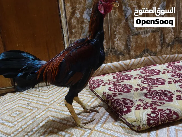 ديج هندي لللبيع عدد 2