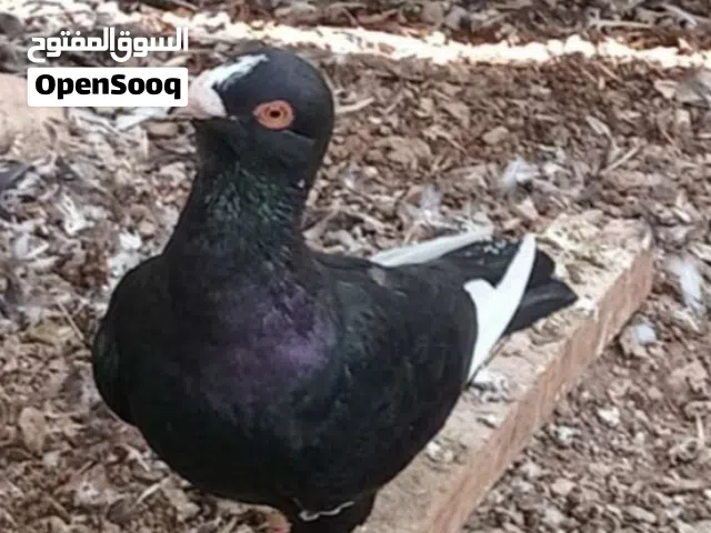 حمام شامي مساويد