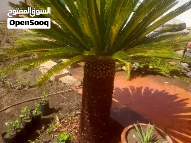 شجرة سايكس
