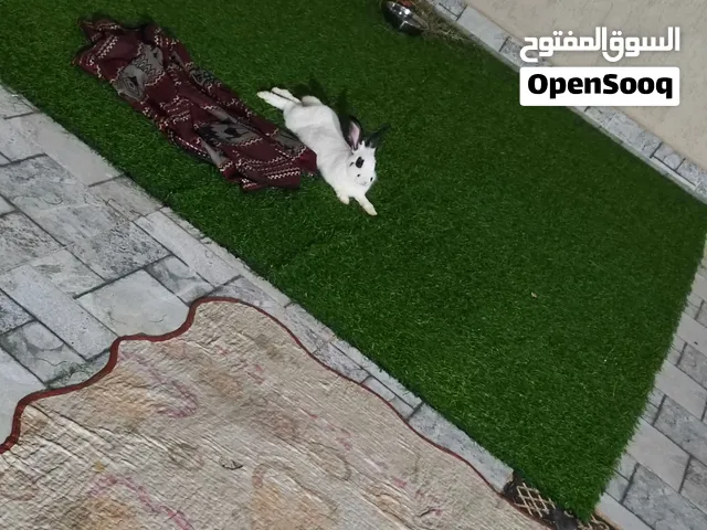 ارنب ذكر للبيع