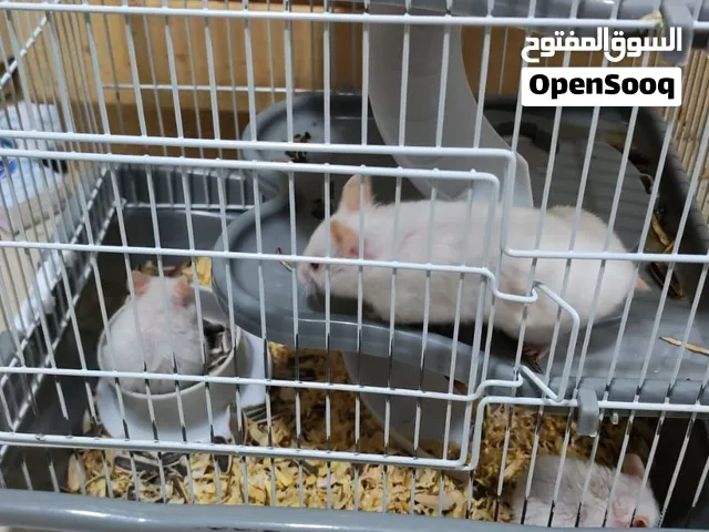 الهامستر السوري  (Syrian Hamster)
