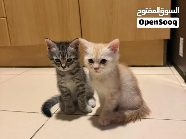 Four adorable 2-month-old Persian kittens are looking for loving forever homes