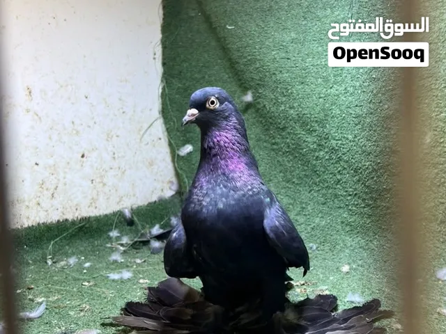 اقرا الاعلان كويس والاتصال عالرقم اللي في المنشور مش اللي في الايميل