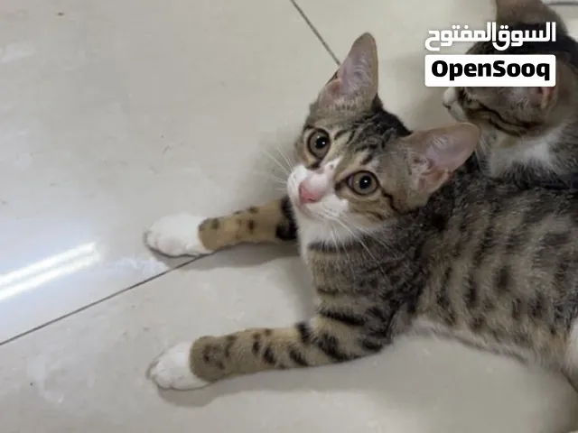 قطة انثى بلدية للتبني