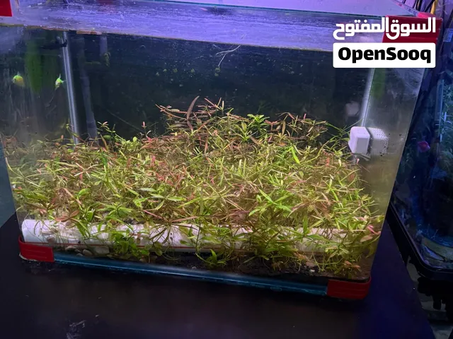حوض نباتي  مراوس او بيع