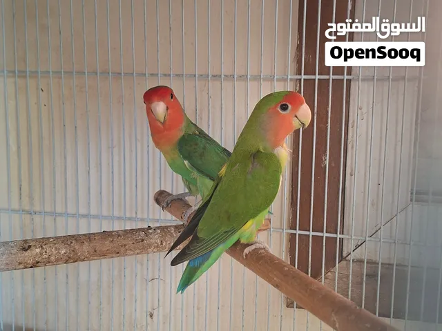 love birds
