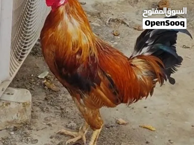 ديج عربي احمر و دجاجة
