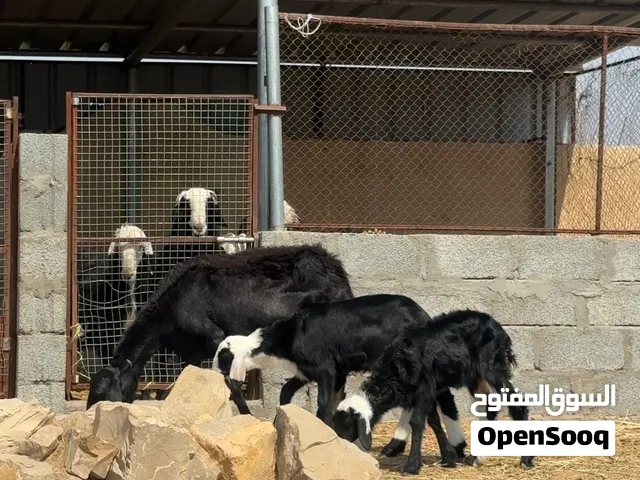 جاعده نهجين نجدي تحتها كبش وحمله
