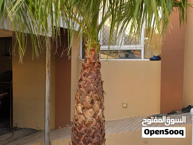 نخلة الواشنطونيا