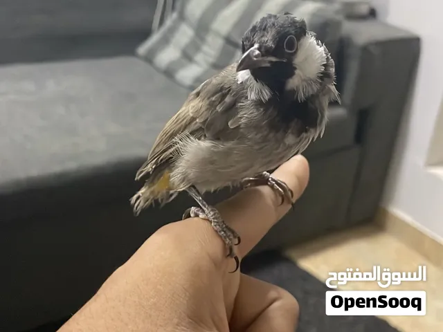 بلبول بحريني