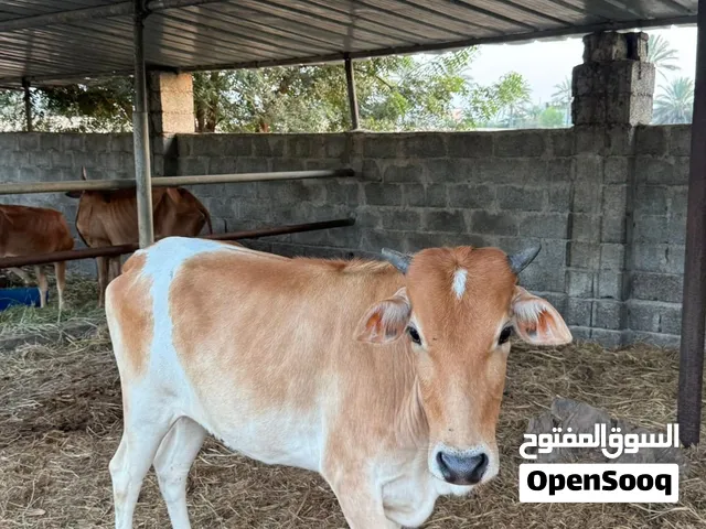 للبيع ابقار
