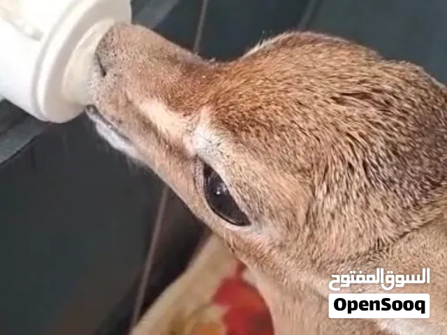 غزان ديماني صغير و أليف جداً