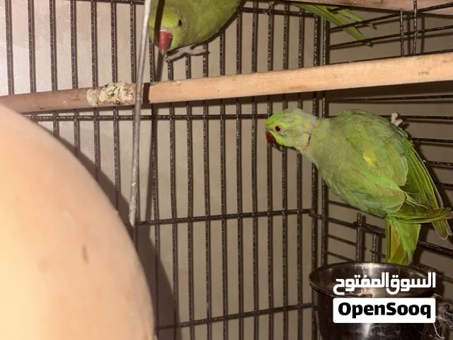 زوج ببغاء الدره الهندي عمرهم سنه و شوي مو مروضين مطلوب فيهم400 قابل للتفاوض