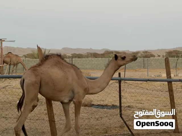 بكرة طيبة.