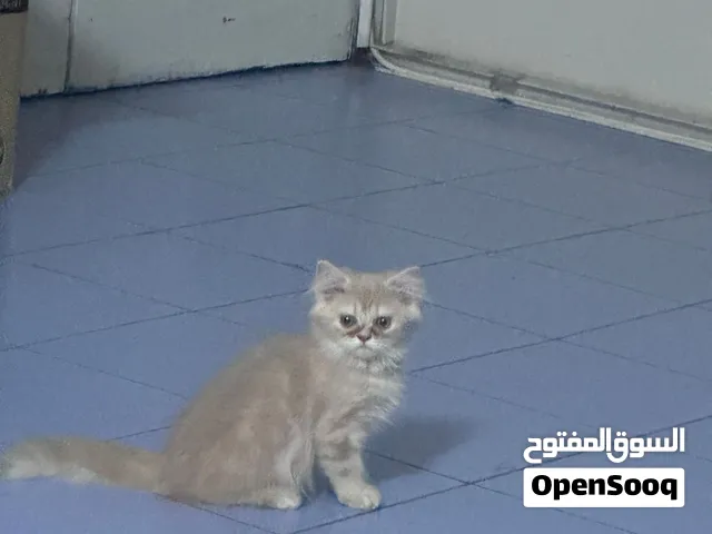 Pets for sale