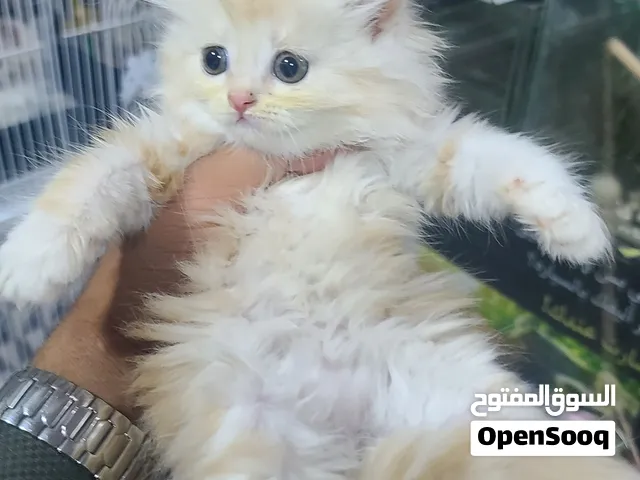 قط ولا اروع لونه اورنج كرميل فخاااااااامه وطعاااامه من الاخر لعوووب جدا وحبوب