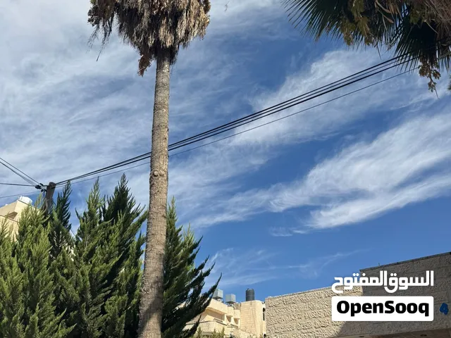 اشجار نخيل واشنطن عدد 2 للبيع