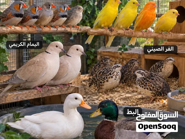 عصافير للبدل على تليفون ايفون