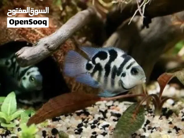بلو باروت (بولار)