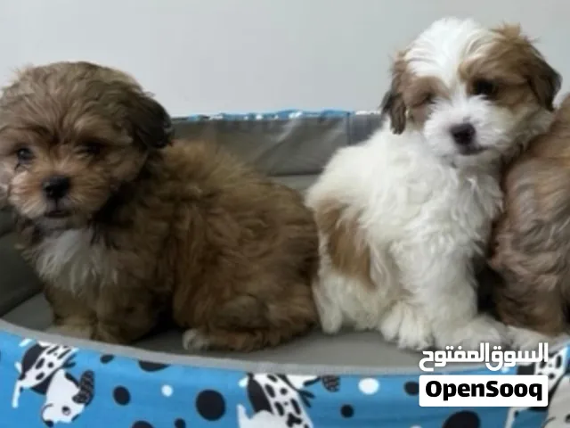 عمر شهرين لطيفين حجم صغير دون تساقط شعر Shih-Poo كلاب- ذكر ماخذين المطعوم اول و ثاني مناسب للشقق