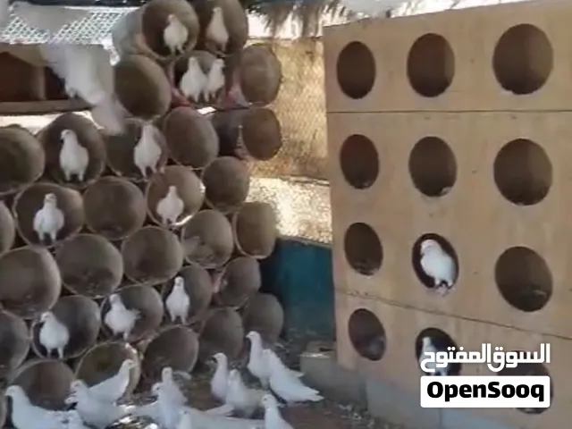 حمام لاحم للبيع