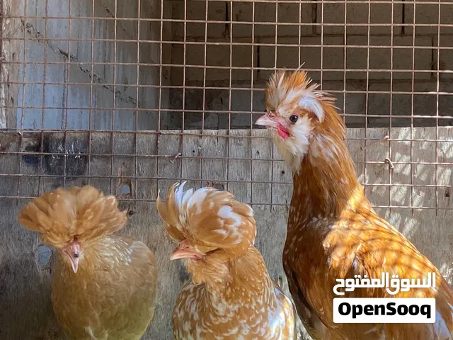 دجاج فرح ذيبا ( بوليش)