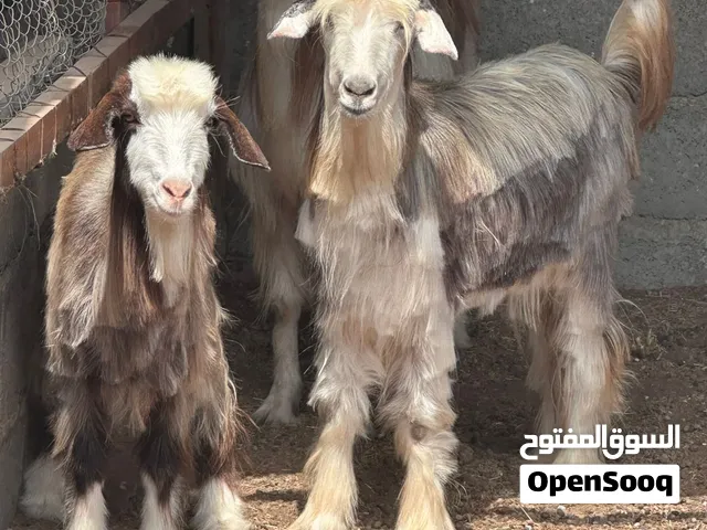 أغنام عمانيه مد وشور