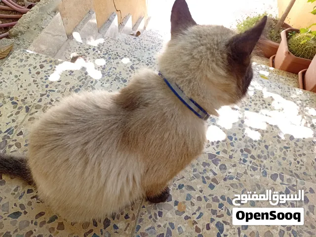 قط سيامي .