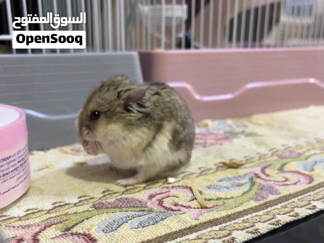 همسترات للبيع
