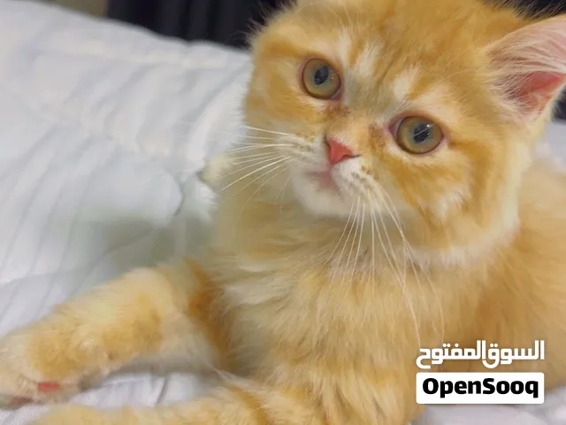 3 قطط سكوتش فولد و1 شانشيلا   Scottish Fold & Chinchilla Kittens