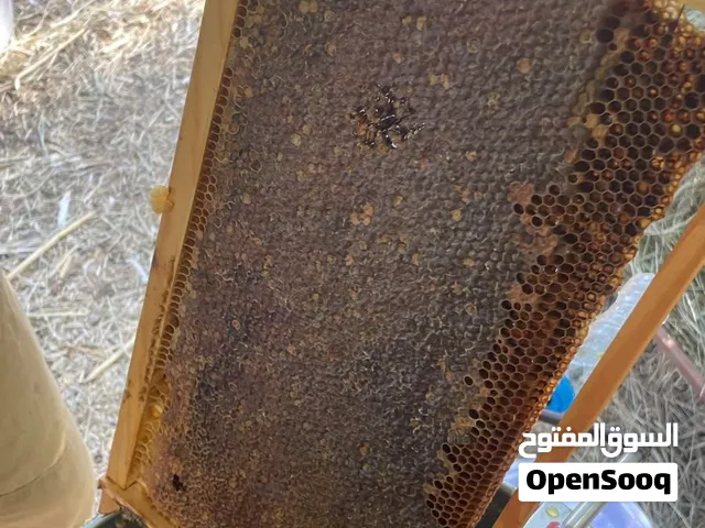 عسل تصفيه فيه نسبه سدر