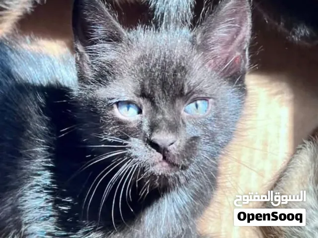 قطط للتبني
