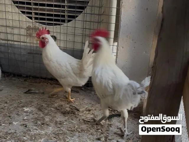 للبيع 2 فيومي الألمنيوم والثالث كويتي