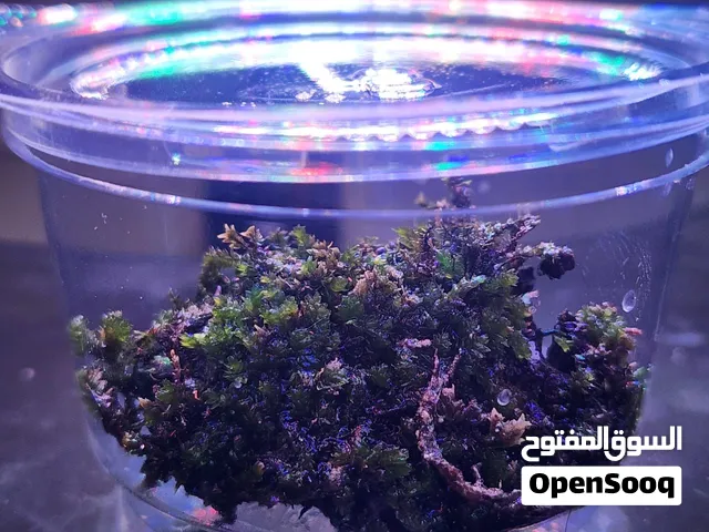 صخور نباتية مزروعة موسية