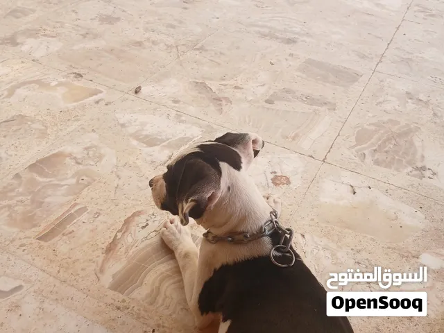 انتايه بيتبول تبي صوره الاب كلمني واتس الكلبه شراسه في الدم عمرها شهر و 25 يوم