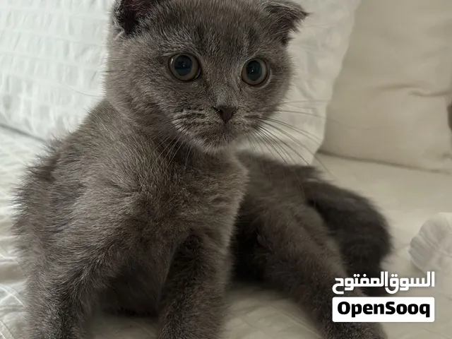 كتن سكوتش فولد