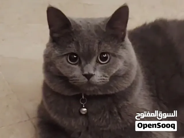 قط بريطاني لطيف تابع المقطع