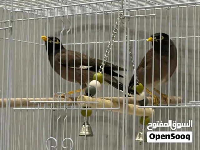 طائر المينا