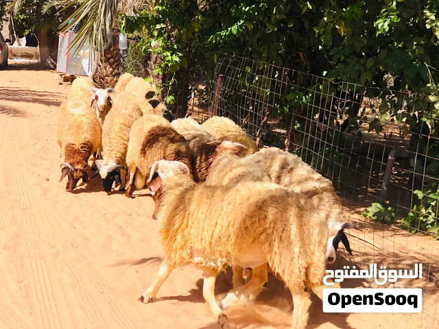 السلام عليكم 13 خروف لبيع ربي يب