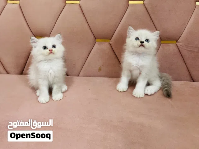 راد غول وهملايا ذكور
