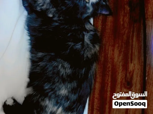 Beautiful Cat in KSA Riyadh with beautiful dress For Free breed is Turkish Angora