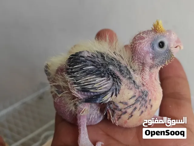كوكتيل ترويض