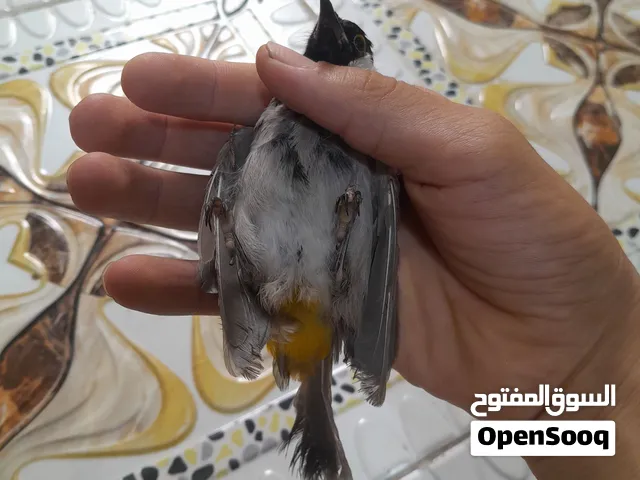 سلام عليكم بلبل مخلف لبيع ابيعلك خام 15