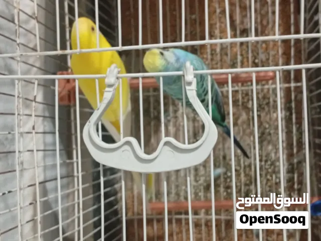 كوبية بقلينو ربي يبارك