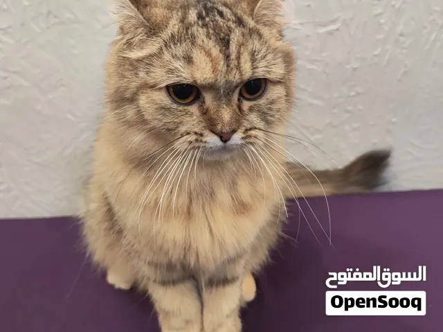 Domestic longbreed cat girl with food and litter box