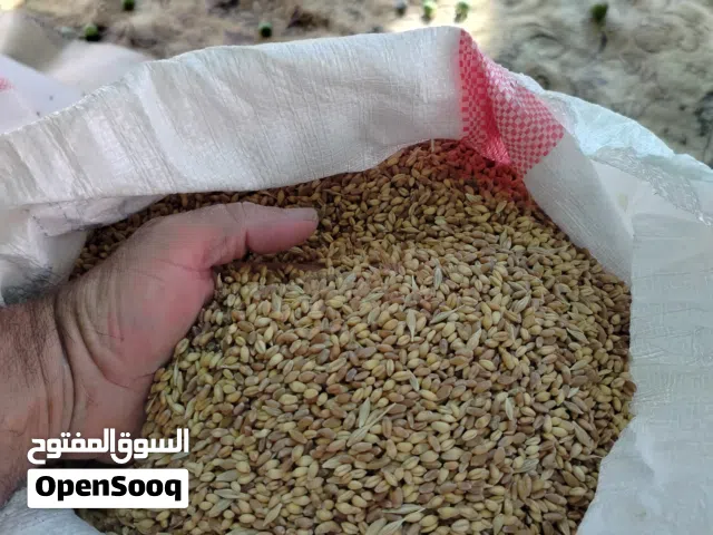 شوالات قمح